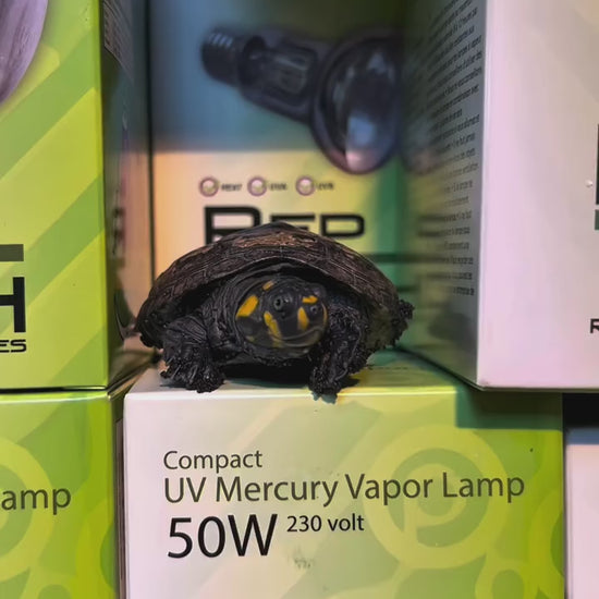 lampade per tartarughe vapori di mercurio