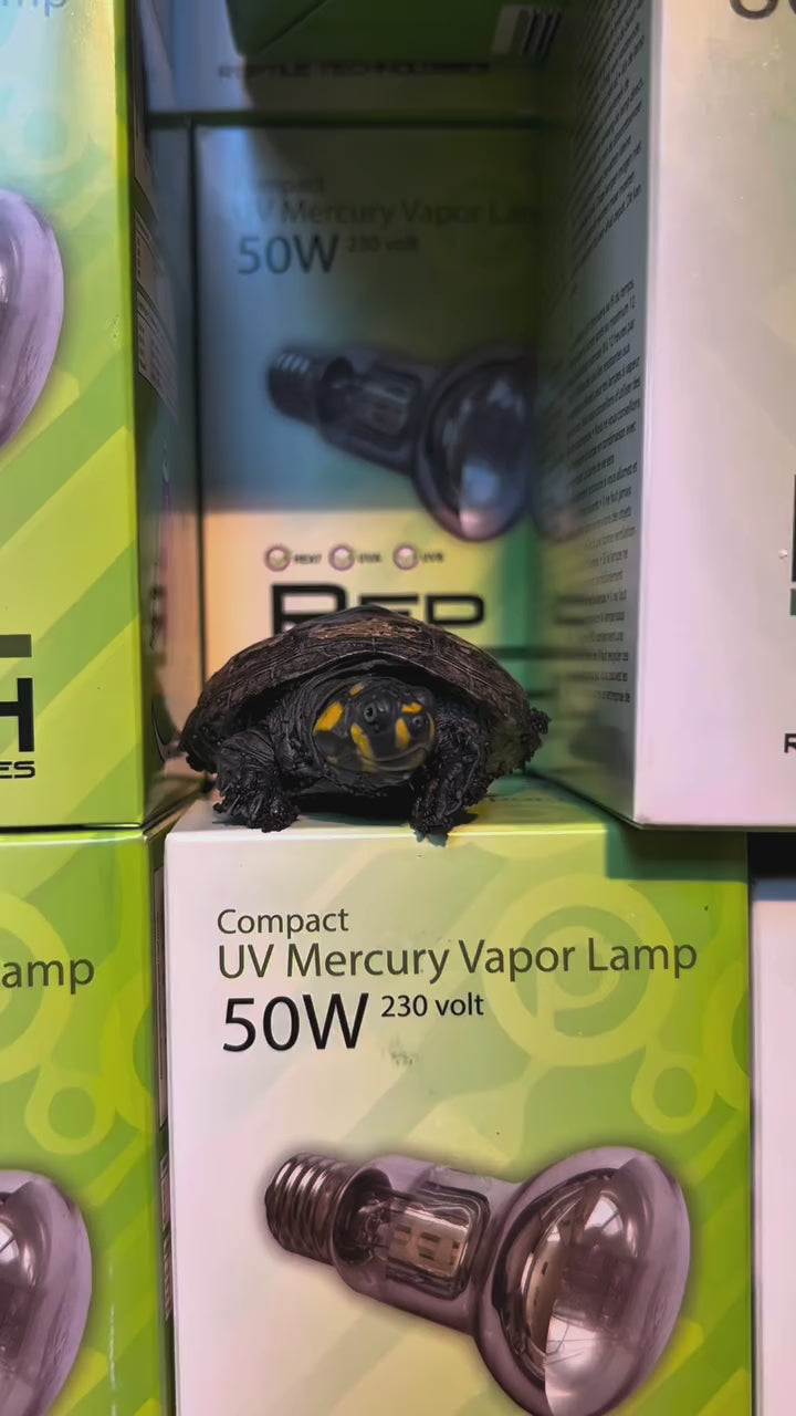 lampade per tartarughe vapori di mercurio
