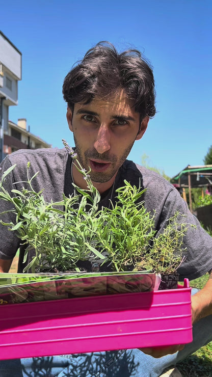 Combo habitat tartarughe terrestri: piante aromatiche e semi