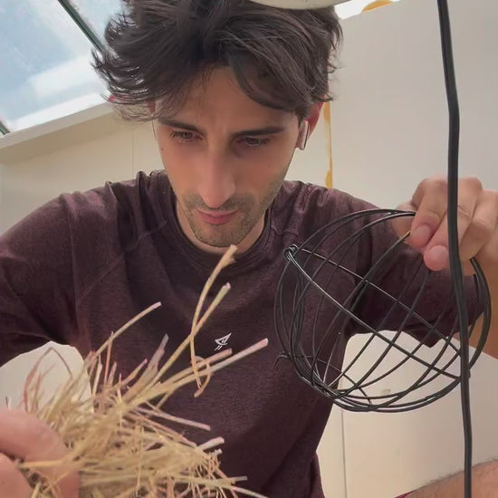 Tortoise Ball gioco di attivazione mentale per tartarughe di terra