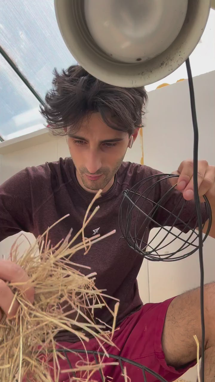 Tortoise Ball gioco di attivazione mentale per tartarughe di terra