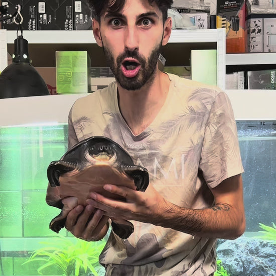 Kit di allestimento acquario tartarughe d'acqua 