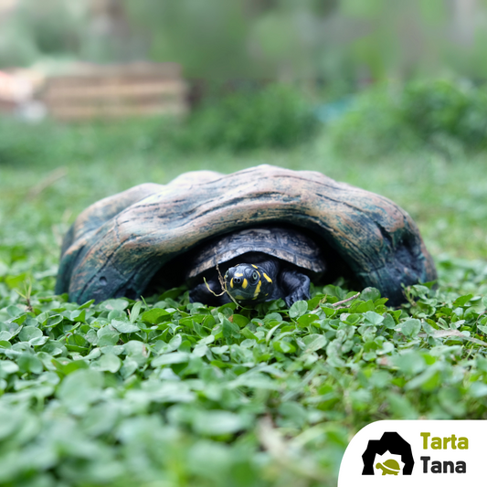 tana per tartarughe d'acqua dolce