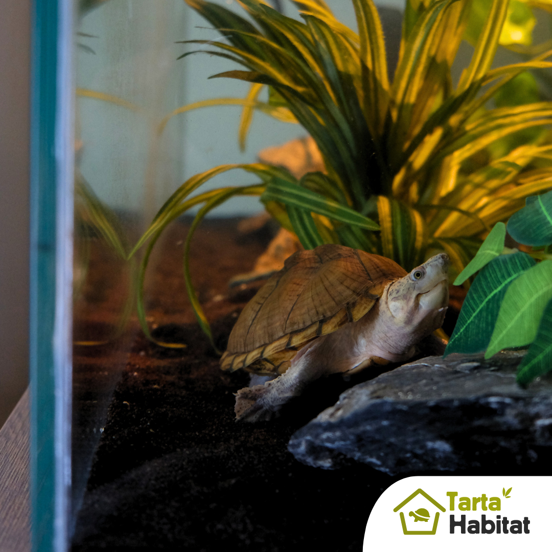 Tarta Habitat Acquario per tartarughe d'acqua 100x50x40 h cm