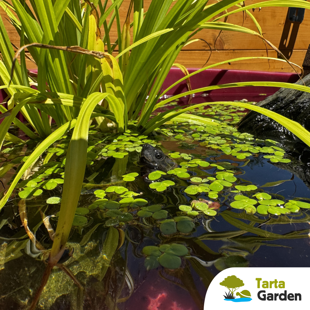 tartagarden_recinto_tartarughe_1